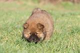 CHOW CHOW 244